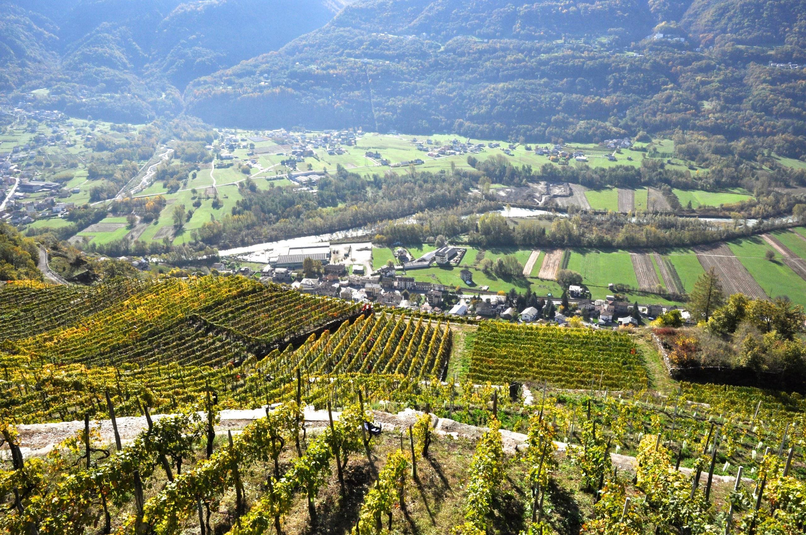 Vigneti terrazzati in autunno.
