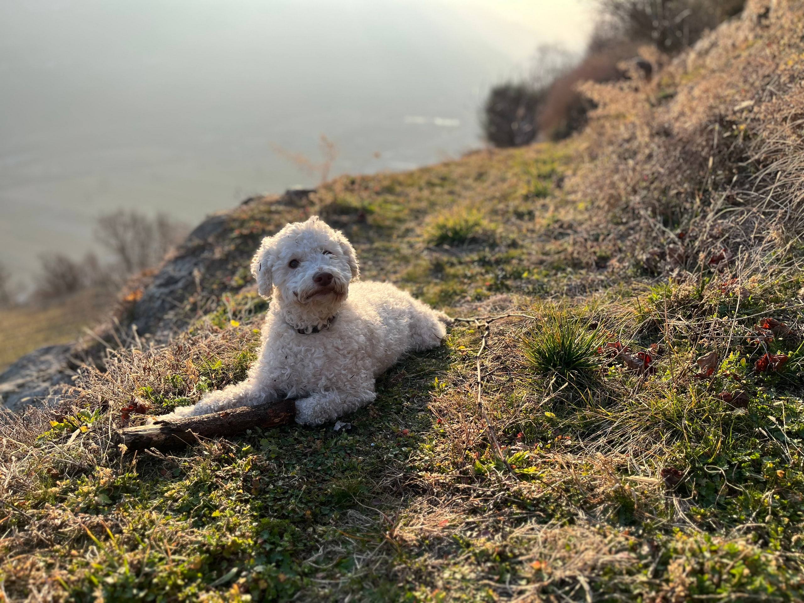 Il cane di famiglia, bianco e riccio, sdraiato sull’erba al sole