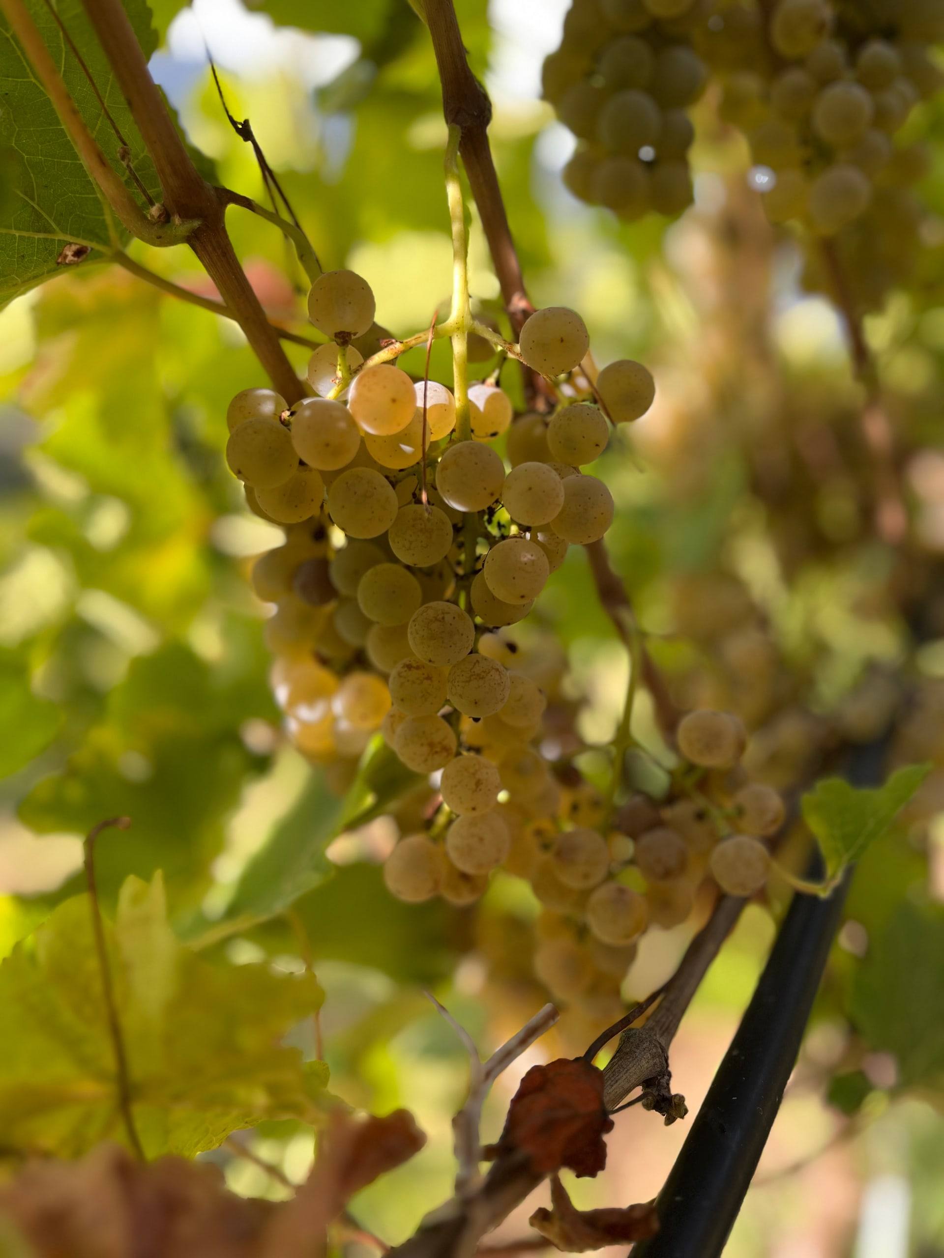 grappoli di Divona in autunno.