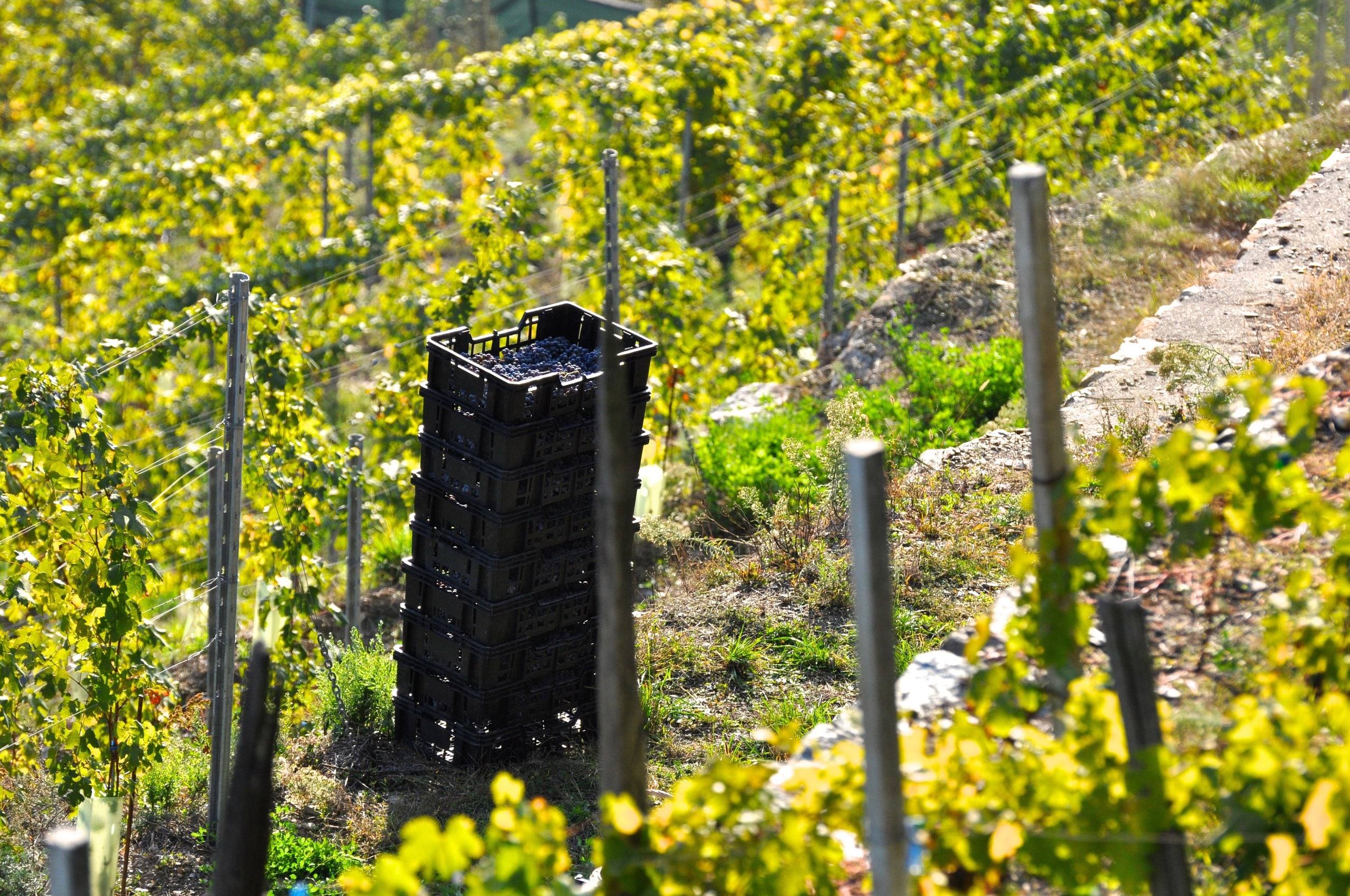 Vendemmia in cassette per l'appassimento.