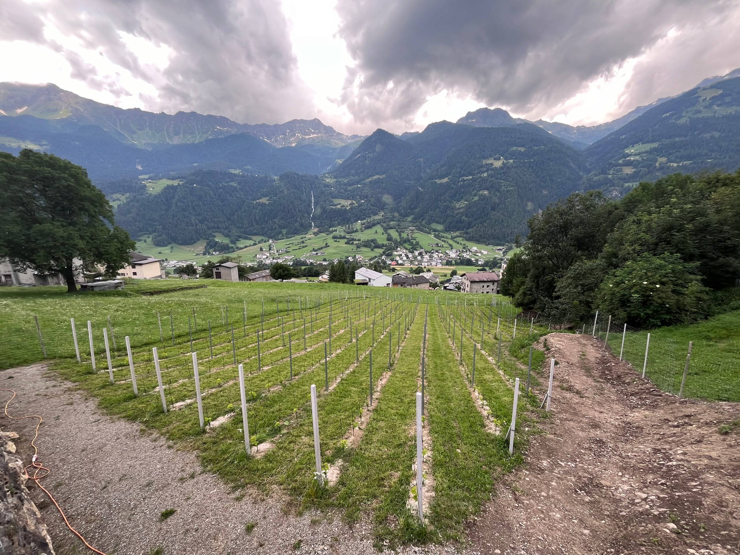 Il nuovo vigneto di Poschiavo a 1000 metri, appena piantato, con vista sul paese e sulle montagne
