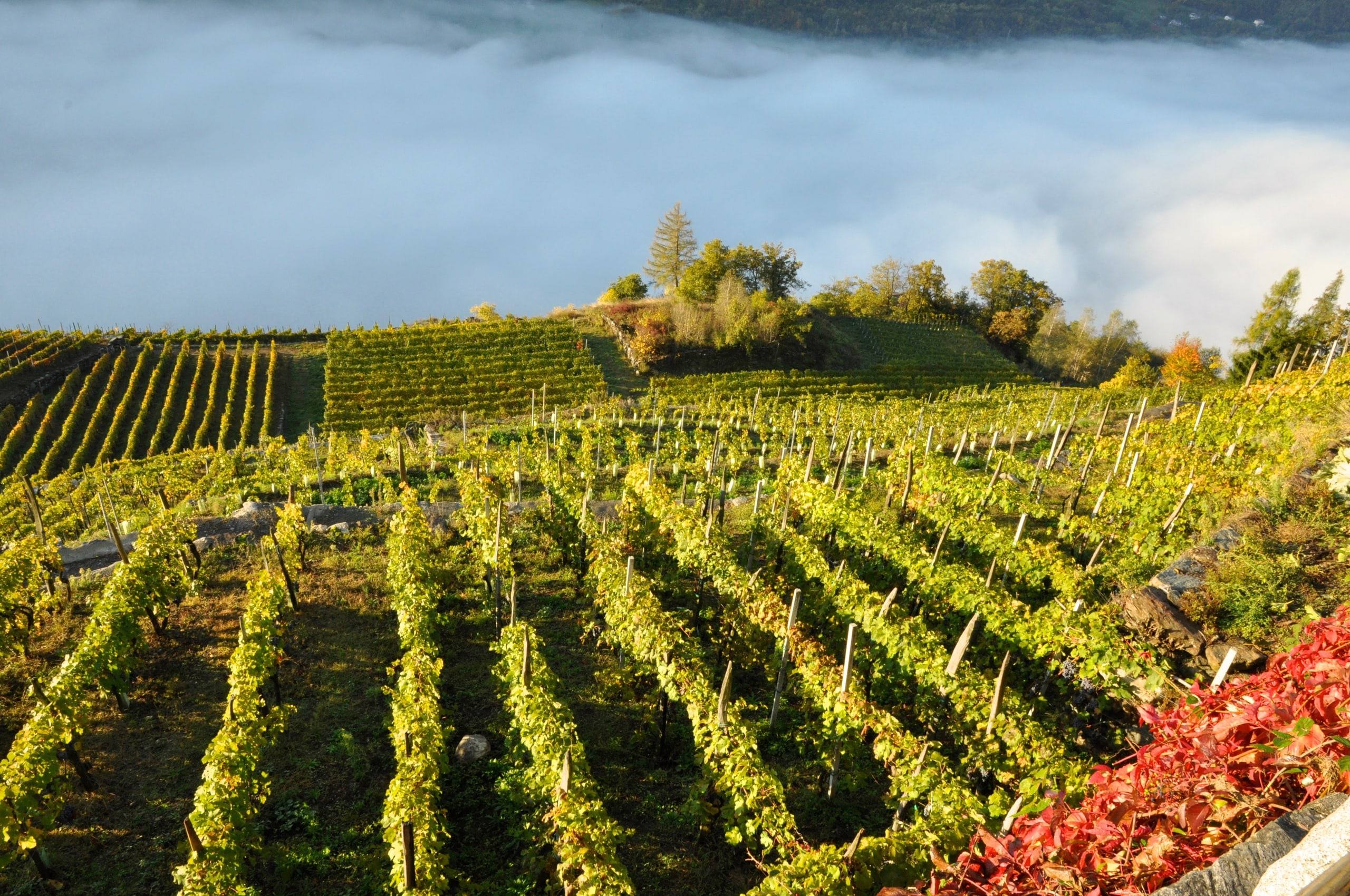 Filari di Nebbiolo in autunno sulle terrazze della Valtellina, sopra un mare di nebbia che riempie la valle